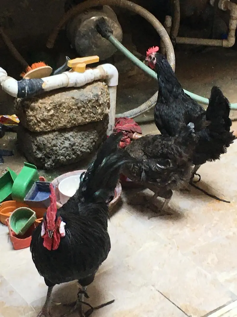 Red eye breeder pair — photo 11