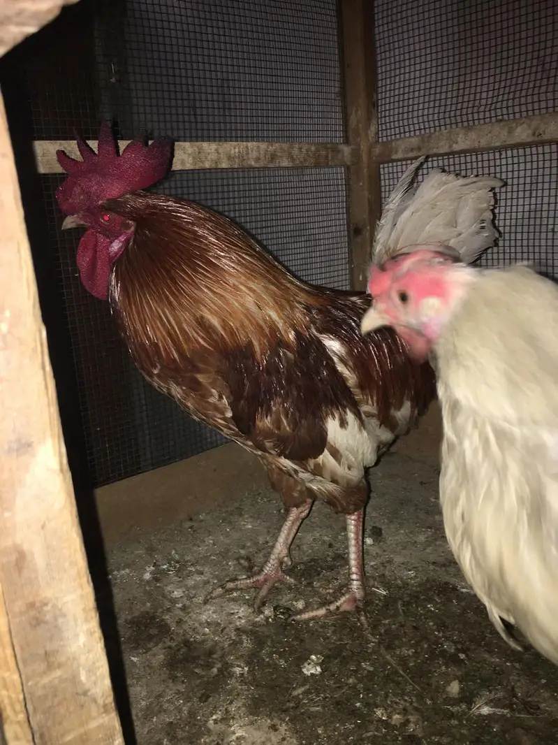 Red eye breeder pair — photo 12