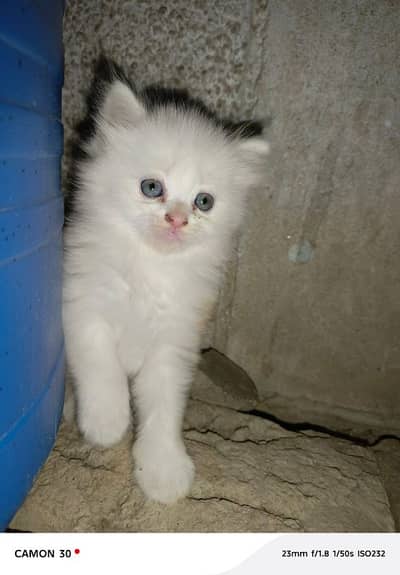 Persian cat 2month age my WhatsApp number 03277913445 for sale