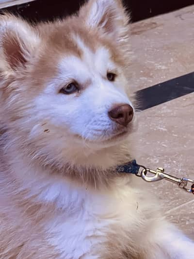 Suberian huskys for sale