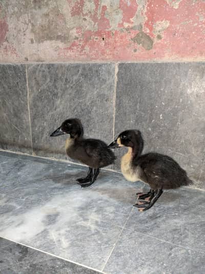 Black cayuga ducks