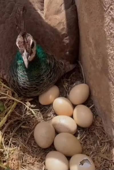 peacock eggs