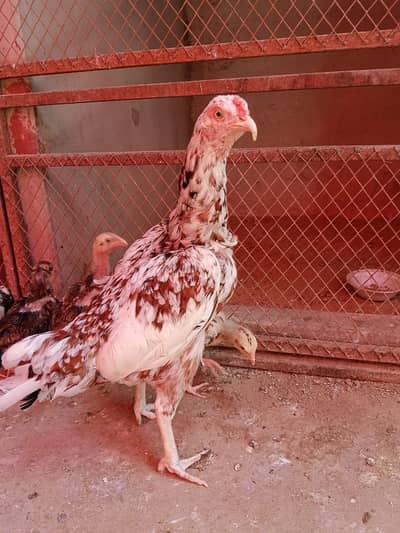 pure aseel setap for sale