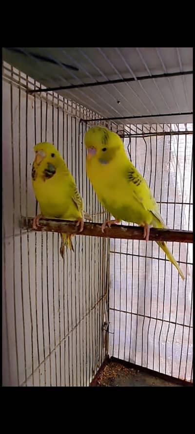 Undersize budgies