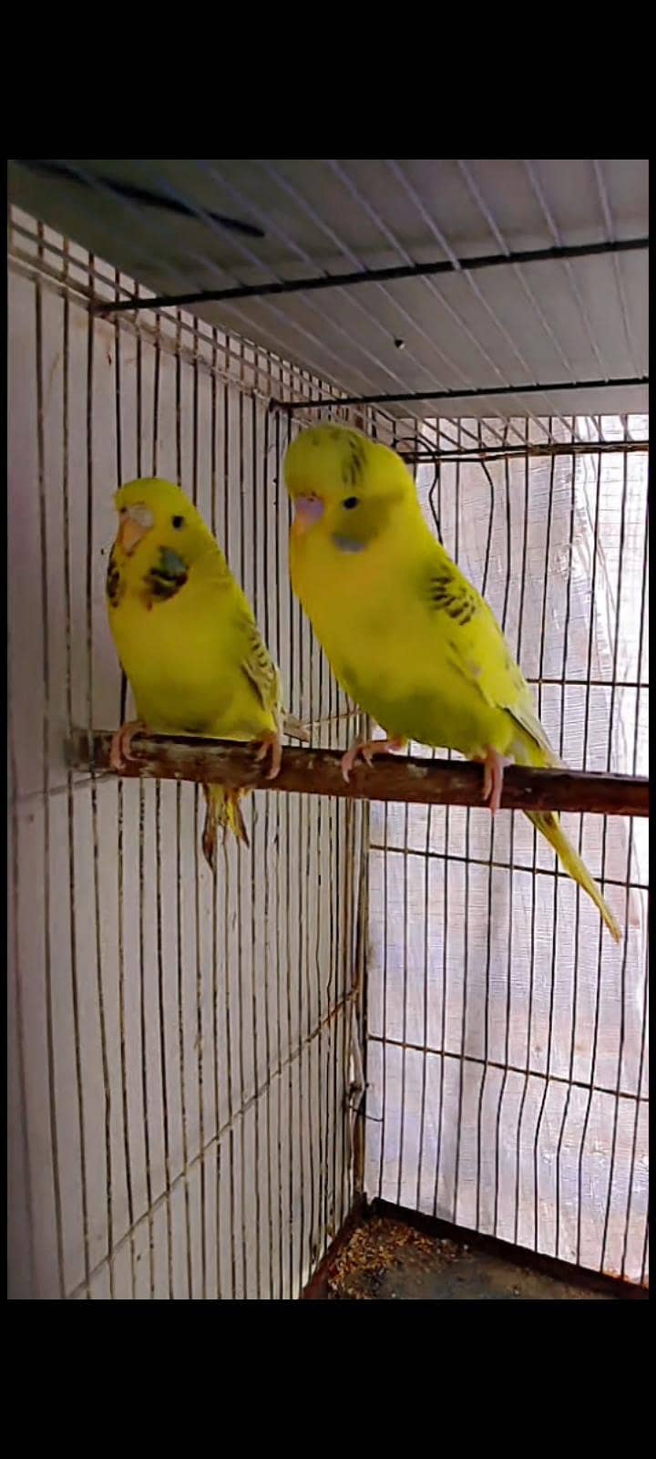 Undersize budgies 0