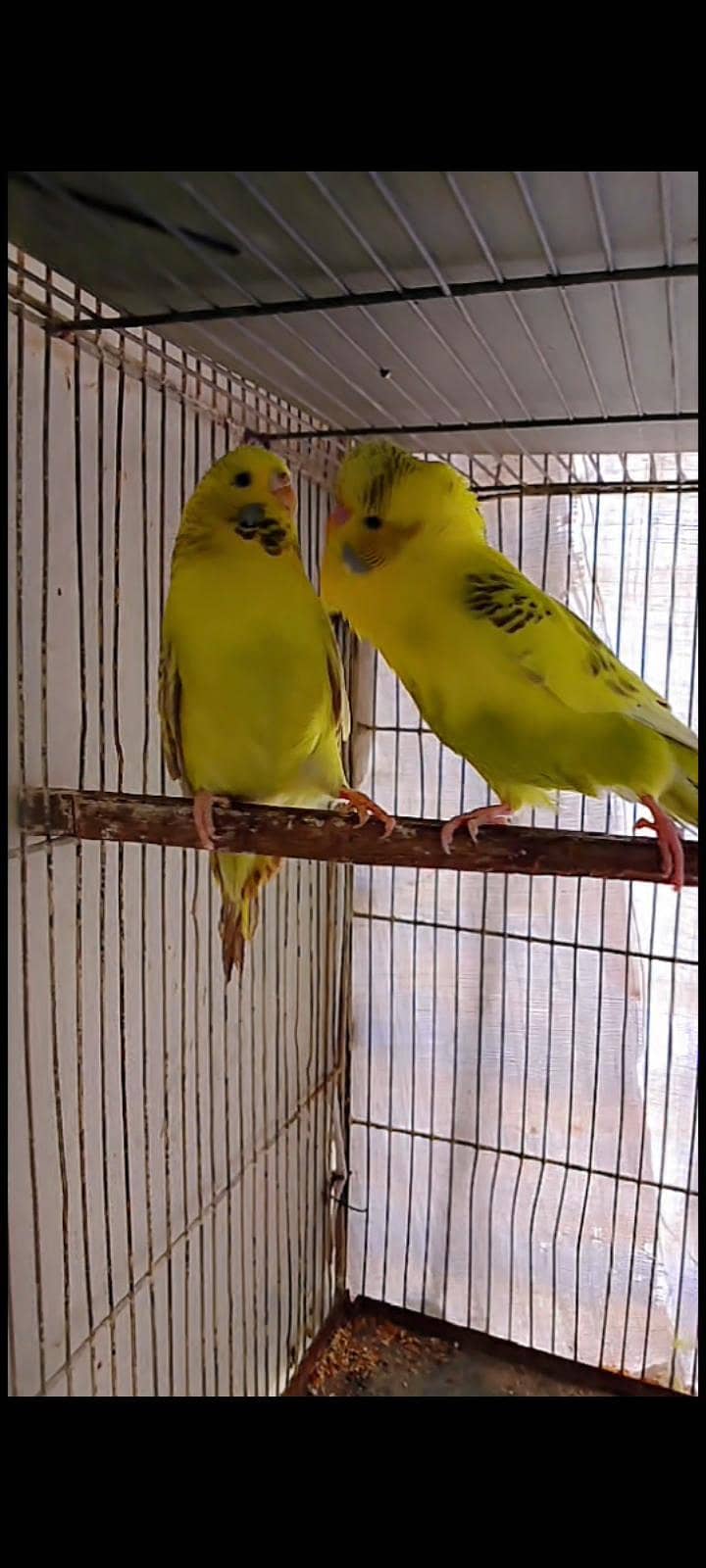 Undersize budgies 3