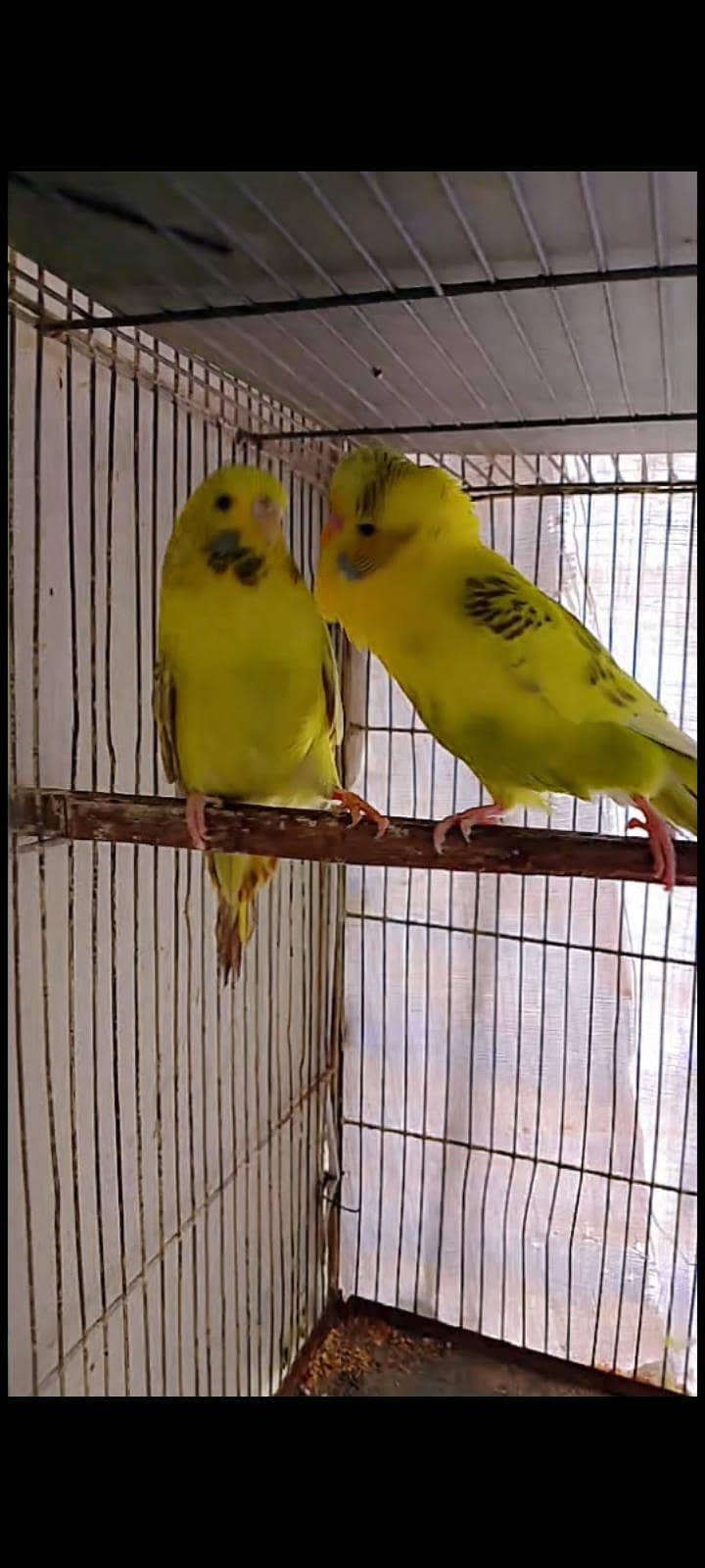 Undersize budgies 5