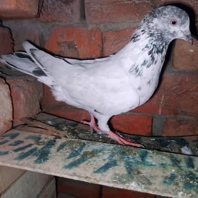 my WhatsApp 03075197074