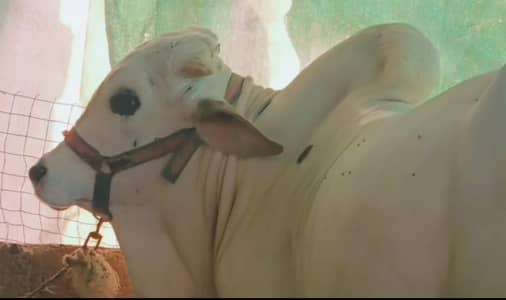 4 teeth heavyweight bachra approx 6 mun meet weight