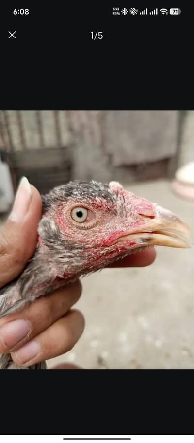 Aseel thai cross female breeder female ha