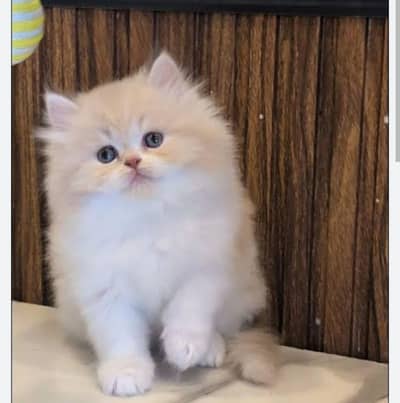 Semi punch persian kitten