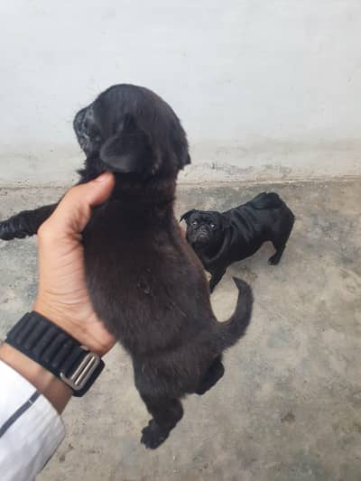 Pug Puppies For Sale