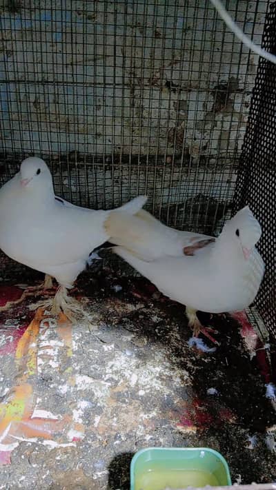 Sentinent Pigeon Pair with Baby – Healthy & Active