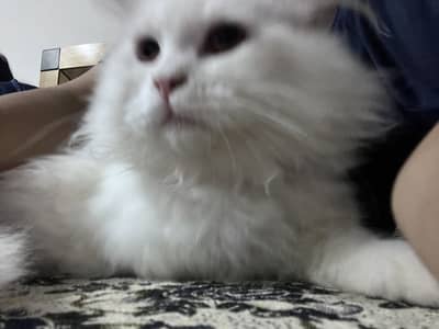 Persian cat for sale