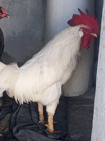 layer breeder for sale