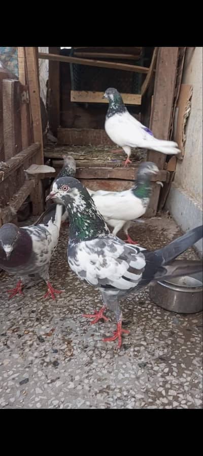 pigeon wtps03044387366