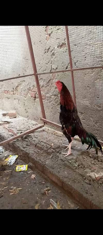 mianwali lakha patha sedi takhti ka bnd jor ma