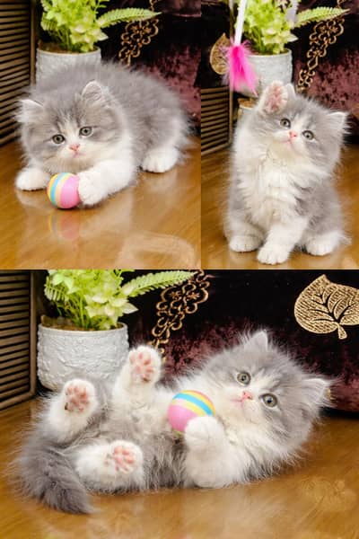 Persian Kittens Available for Sale – Healthy & Active