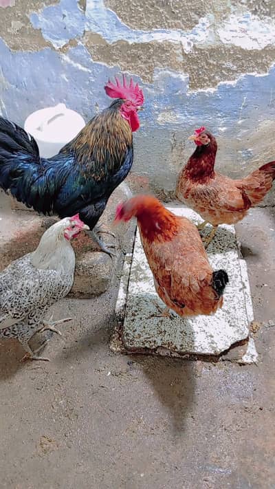 1 Murgā + 3 Murgiyan – Healthy Desi Chickens Set