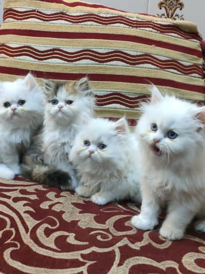 puch face kittens for sale