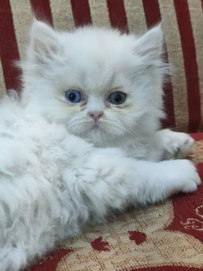 persian kittens for sale