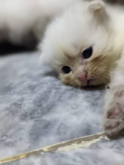 person cats 2 60 days . 03030104621 wats app