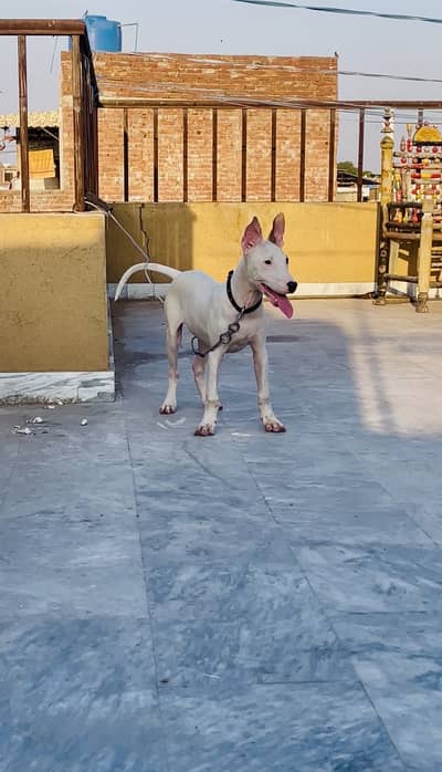 Gultair male puppy (dog/puppy/gultair/bultair/aggresive)