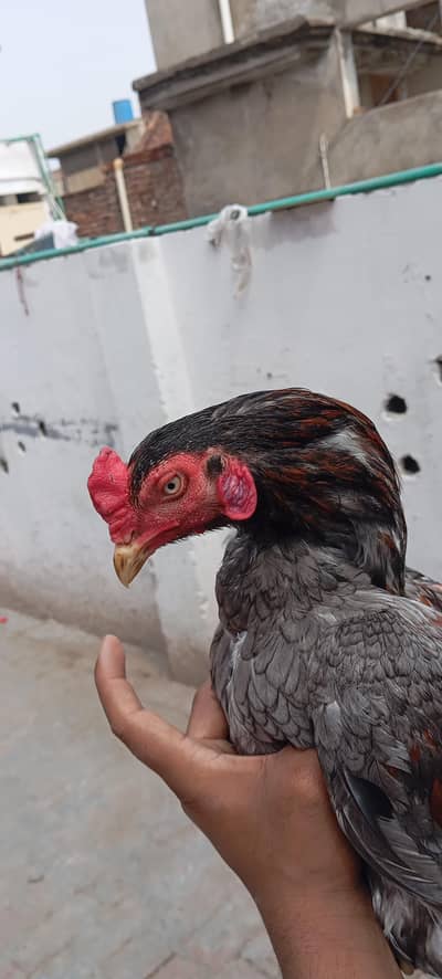 Hamza Aseel Foundation (HAF)