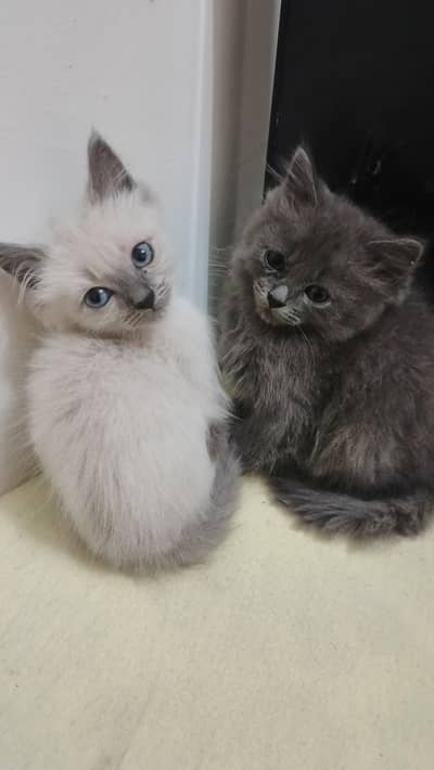 Siamese and British breed kittens