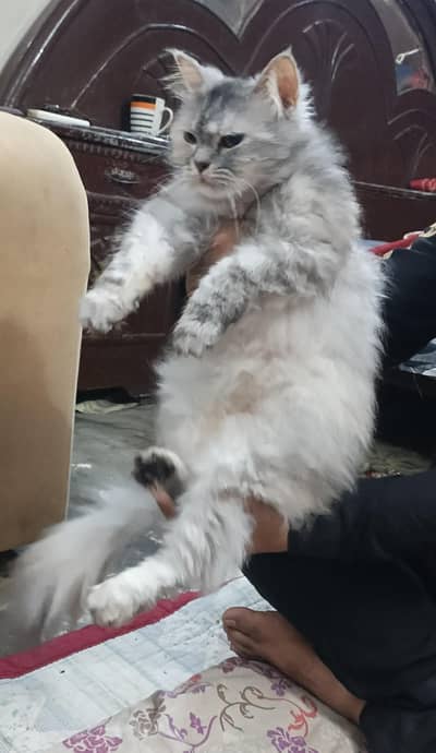 Friendly Grey Cat for Loving Home