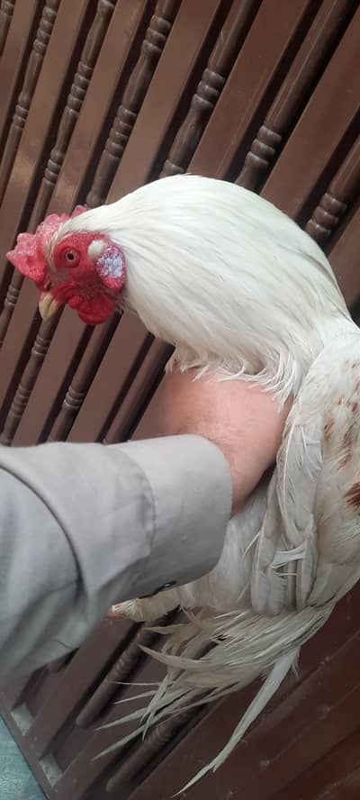 Desi Murgha Aseel Crose