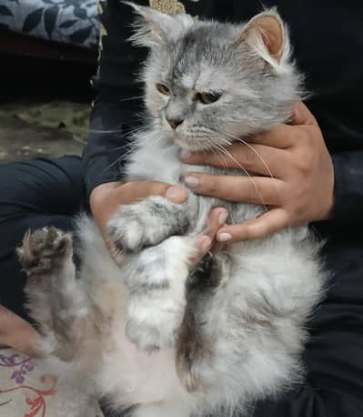 Beautiful Grey Cat for Sale - Active and Healthy