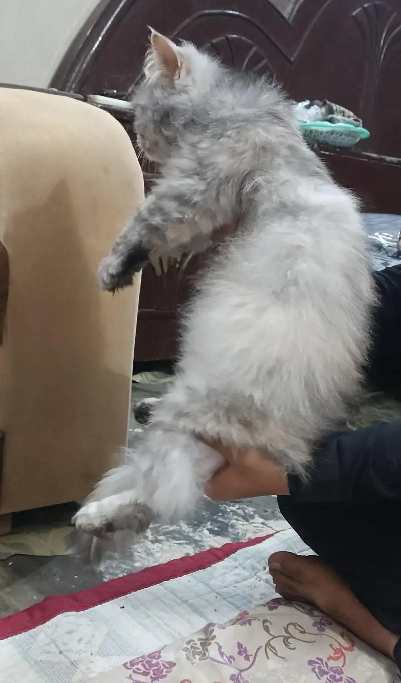 Beautiful Grey Cat for Sale - Active and Healthy — photo 2