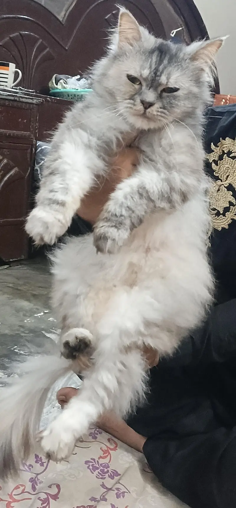 Beautiful Grey Cat for Sale - Active and Healthy — photo 3