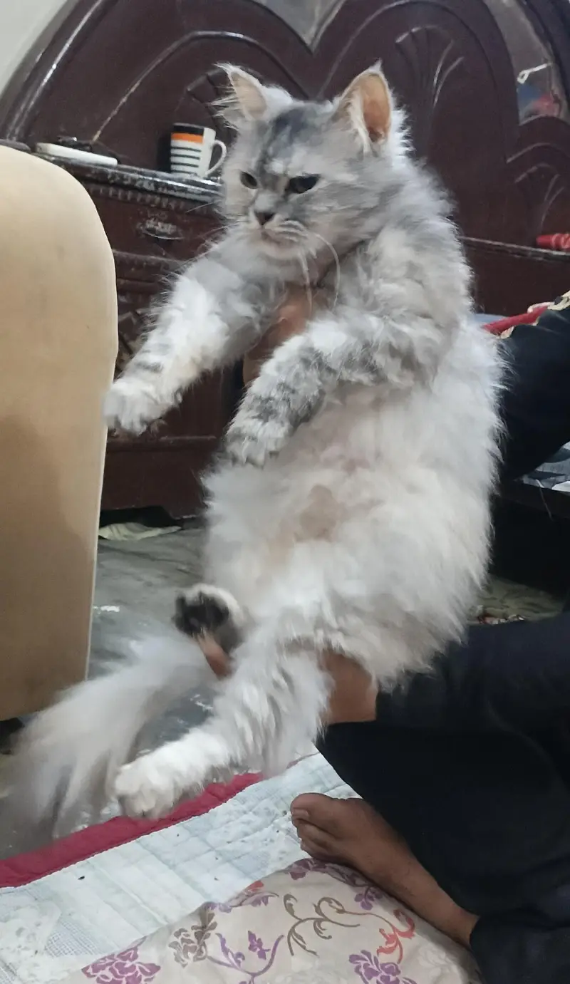 Beautiful Grey Cat for Sale - Active and Healthy — photo 4