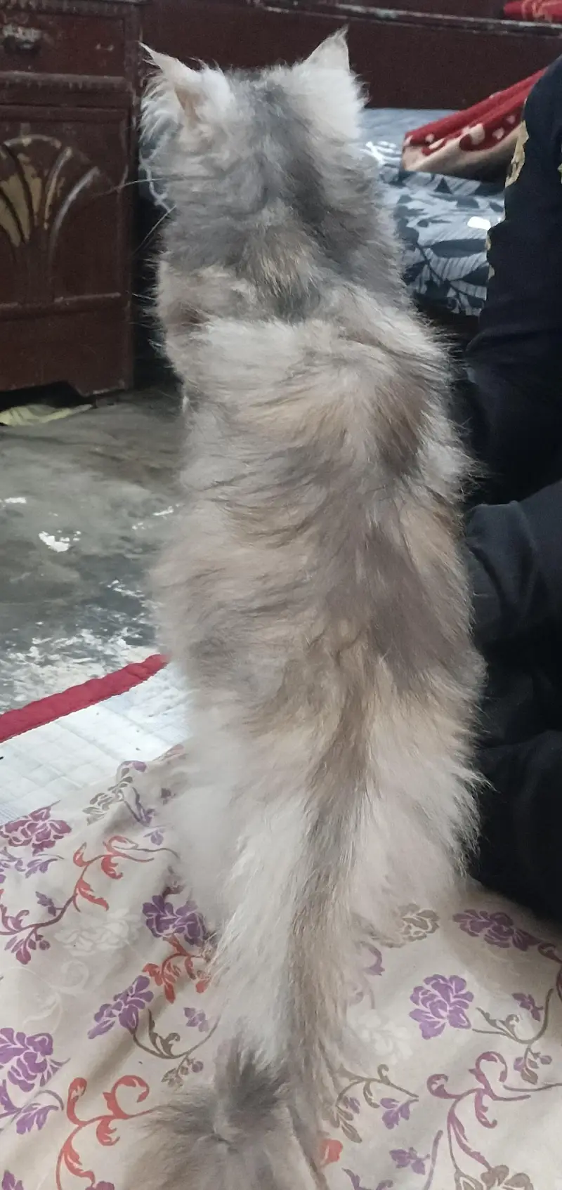 Beautiful Grey Cat for Sale - Active and Healthy — photo 5