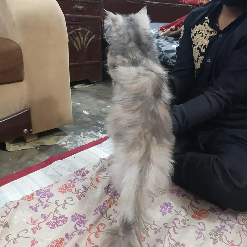 Beautiful Grey Cat for Sale - Active and Healthy — photo 6