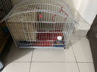 Breeder Lovebird pair + Cage