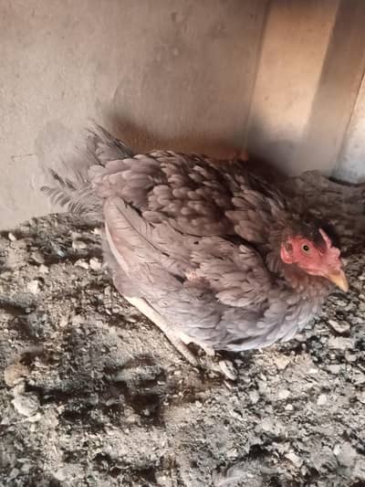 aseel kurak madi for sale jis bahi ko chahiya rabta kar lay