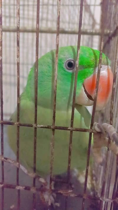 Raw parrot home breed 2 pathy