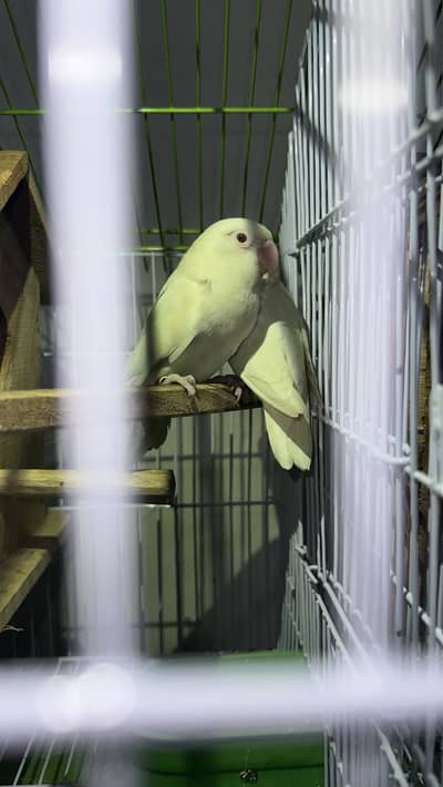 100% breeder pair of lovebirds