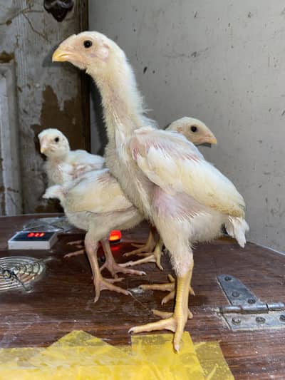 Oshamu chicks chicks for sale