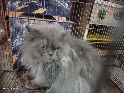 Premium Grey Persian Cat for Sale 