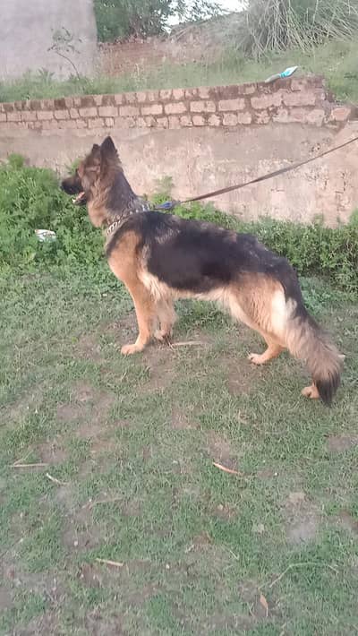 jermon shepherd long coat