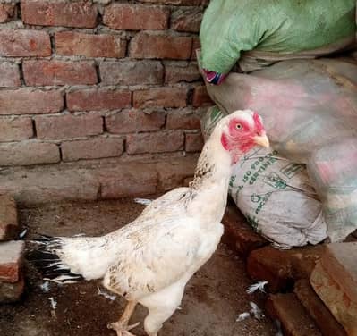 shamoo x sindhi cross exchange