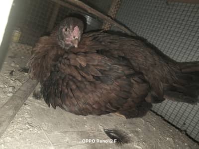 Mianwali hen For best prices