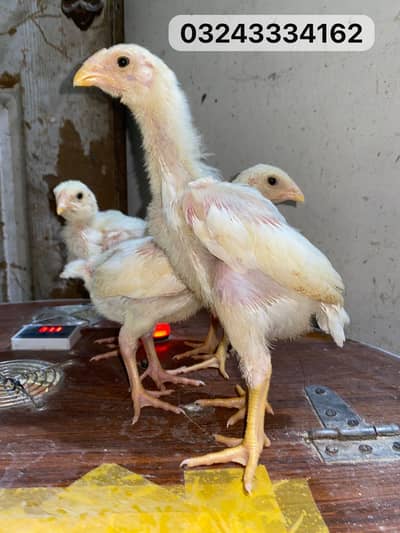 Oshamu chicks chicks for sale