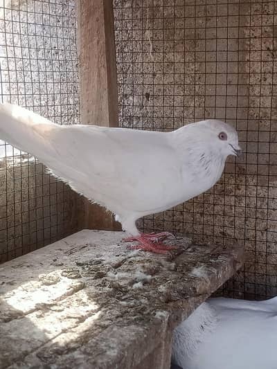 Lal Patti wale Madi or male white wala