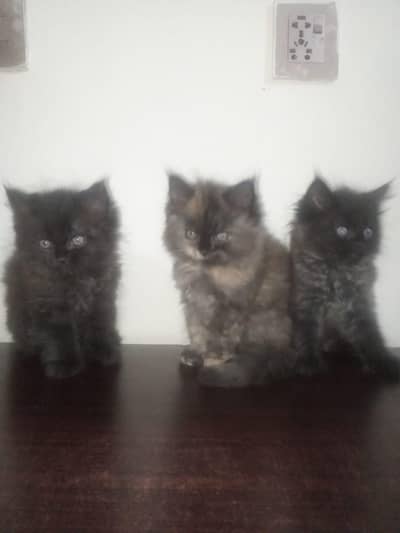 Persian kittens for sale