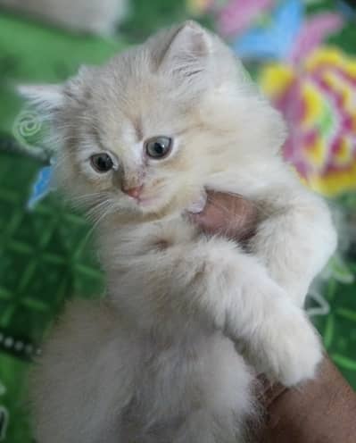 punch face triple cot kitens